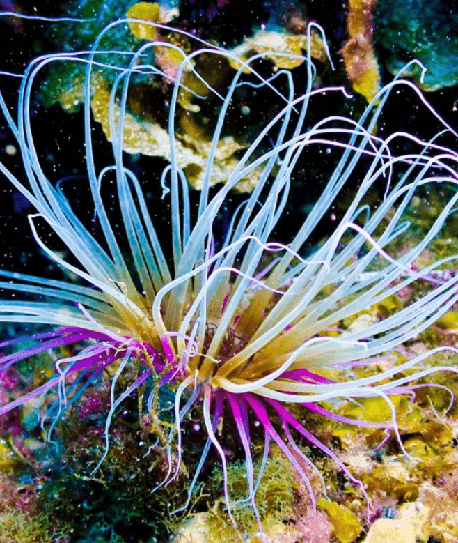 Salidas de 1, 2, 5 y 10 Inmersiones de Buceo con equipo Incluido